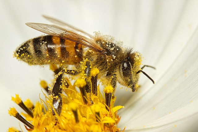 体毛に花粉がたくさん絡まったミツバチ